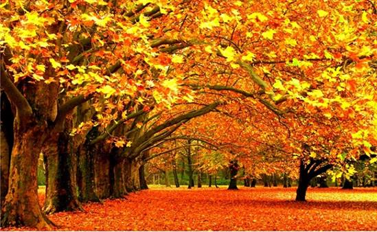 Khám phá thu vàng lãng mạn nơi xứ sở Bạch Dương