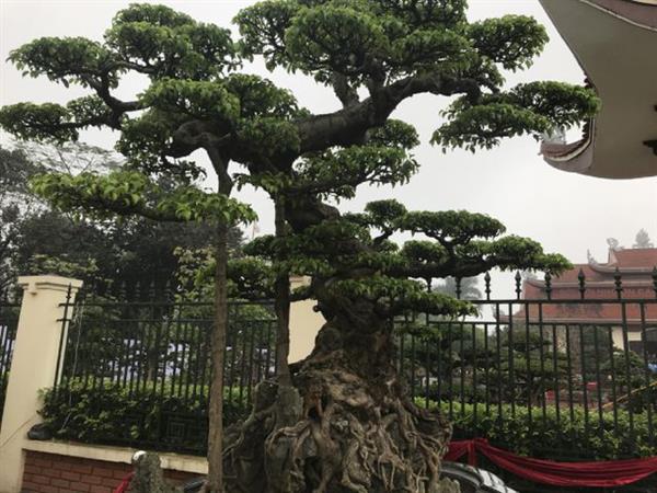 Chiêm ngưỡng cây sanh hàng trăm tuổi có giá triệu đô ở Hưng Yên