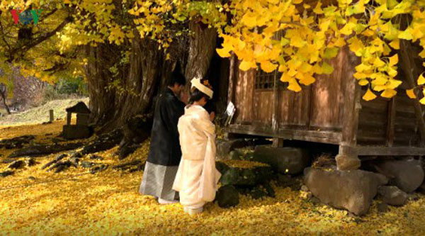 Chiêm ngưỡng báu vật mùa thu ở Nhật Bản