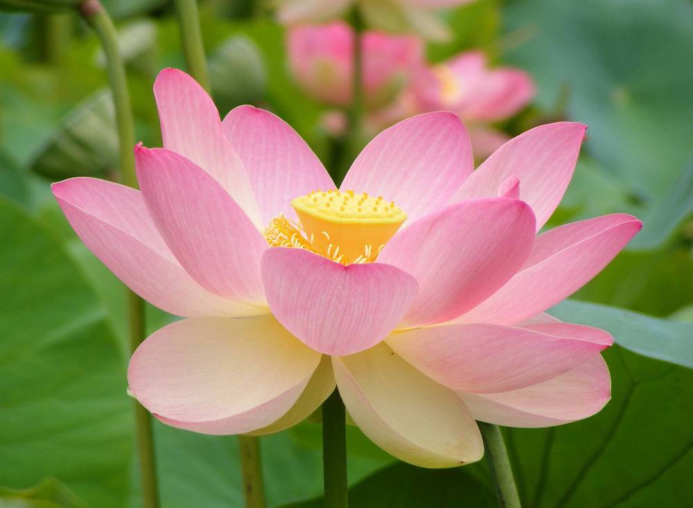HĐH Nghệ An: Thư chúc Tết