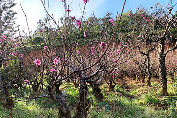 Hoa đào 'má hồng thiếu nữ' 25 cánh độc nhất Việt Nam