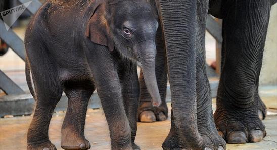 Ở Matxcơva, một chú voi con đã sinh ra trong gia đình voi đến từ Việt Nam