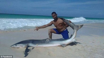 Cá mập chết vì bị du khách lôi lên bờ chụp ảnh