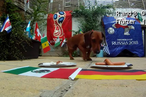 Clip: Chó 'tiên tri' dự đoán trận Đức vs Mexico