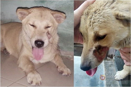 Chú chó Đà Nẵng bị cẩu tặc quay lại giết chết sau vài ngày trốn thoát về nhà