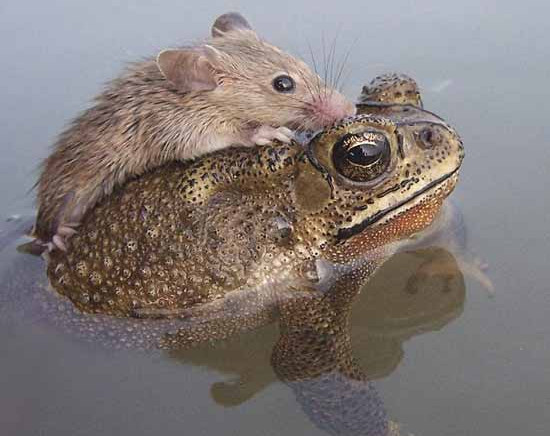 Hy hữu chuyện cóc cõng chuột vượt ao