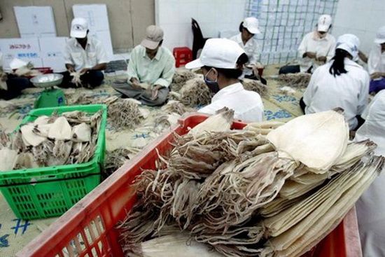 Xuất khẩu mực, bạch tuộc sang Nga tăng đột biến