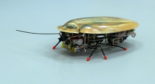 Nga phát minh robot hiện đại siêu nhỏ có hình dạng một...con gián