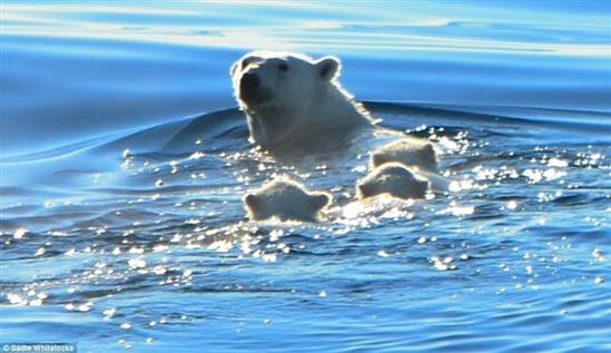 Nín thở xem gấu Bắc Cực mẹ dẫn đàn con bơi vượt biển