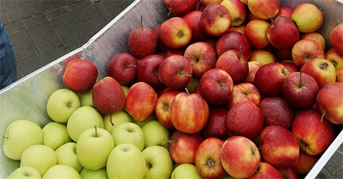 Nga chặn đứng 190 tấn táo Ba Lan và Moldova đi qua “cửa” Belarus