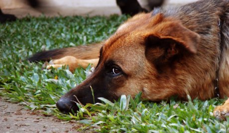 Chuyện hi hữu ở Nga: Chó bắn chết thợ săn