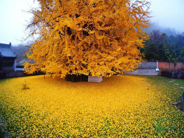 Cây ngân hạnh nghìn tuổi thay lá vàng rực vào mùa thu