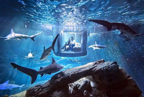 Ngủ với cá mập