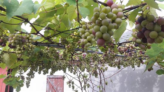 'Siêu nông dân ruộng bê tông': 35m2 sân thượng thu 2 tạ nho