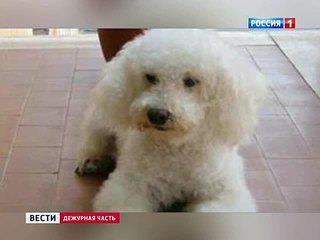 Chó cưng được thừa hưởng 2 triệu euro