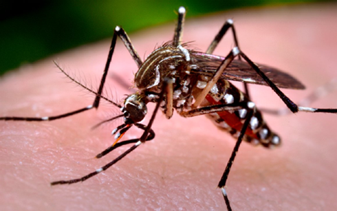 Hàn Quốc công bố ca nhiễm virus Zika đầu tiên