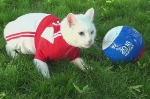 Kỳ lạ chú mèo khiếm thính tiên tri dự đoán kết quả World Cup ở Nga