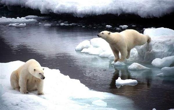 Nga ban bố tình trạng khẩn cấp vì gấu Bắc cực
