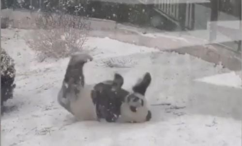 Video: Gấu trúc “vui sướng như đứa trẻ” khi được nghịch tuyết