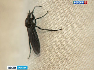 Côn trùng xuất hiện nhiều bất thường ở Moskva
