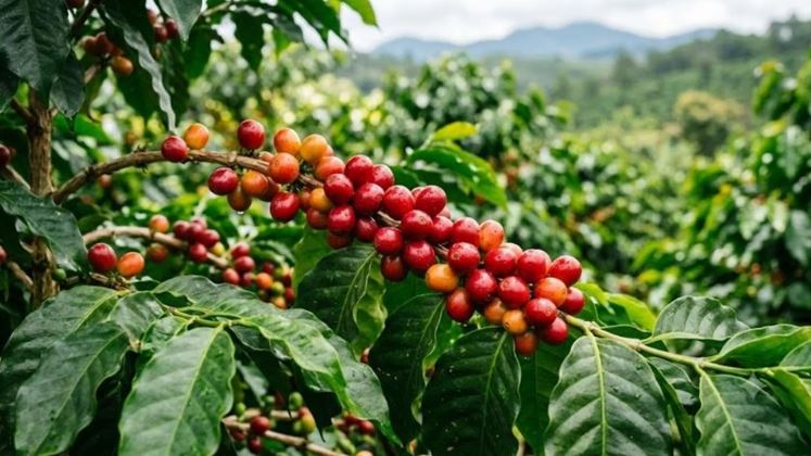 Ngân hàng Thế giới: Sản lượng cà phê toàn cầu dự kiến đạt mức cao kỷ lục trong vụ mùa 2026–2027