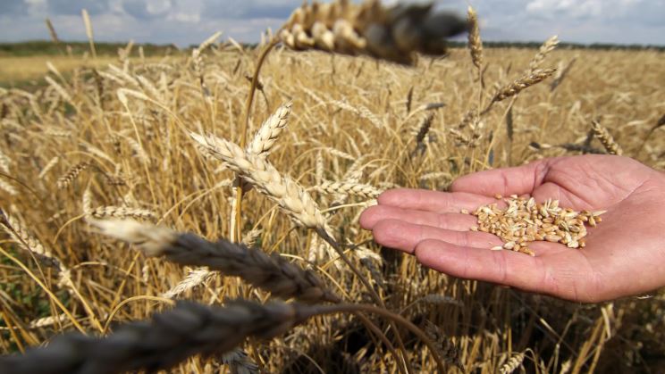 Nga thu hoạch được 140 triệu tấn ngũ cốc vào cuối năm 2025