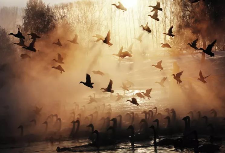 Trăng, sương mù và những cú vỗ cánh: Những khoảnh khắc mê hoặc trong mùa trú đông của đàn thiên nga