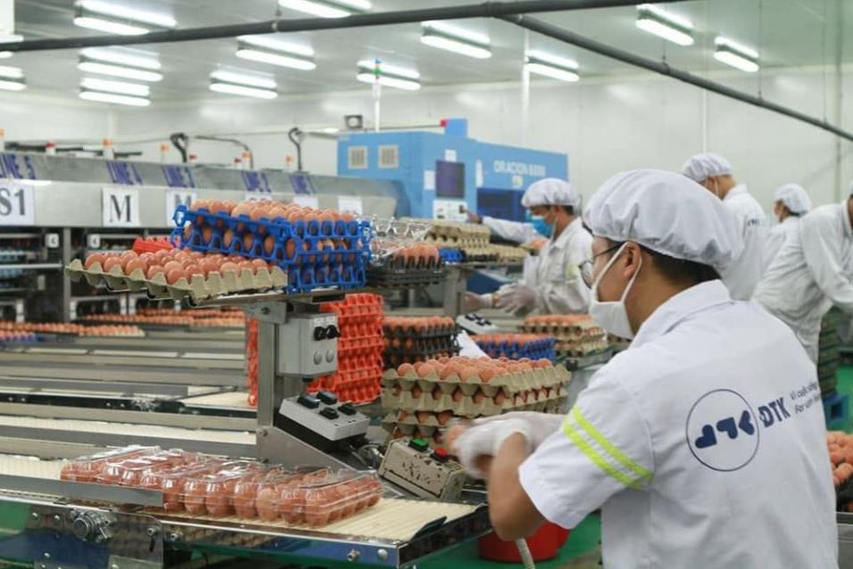 Loạt doanh nghiệp trứng gà sạch bị ngân hàng rao bán tài sản, thu hồi nợ