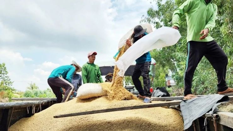 Đằng sau mức thuế không tưởng 65% với gạo Việt Nam: Washington đang nhắm tới điều gì?