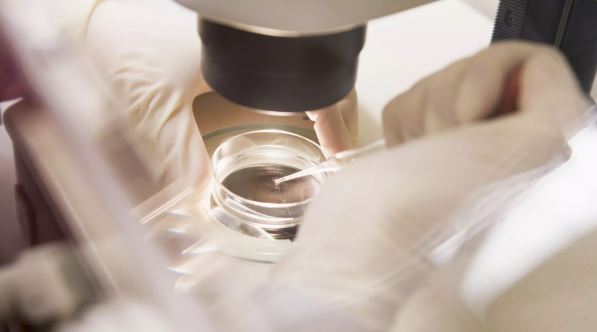 Các nhà khoa học Nga phát hiện cơ chế miễn dịch làm tăng cơ hội thành công của thụ tinh ống nghiệm