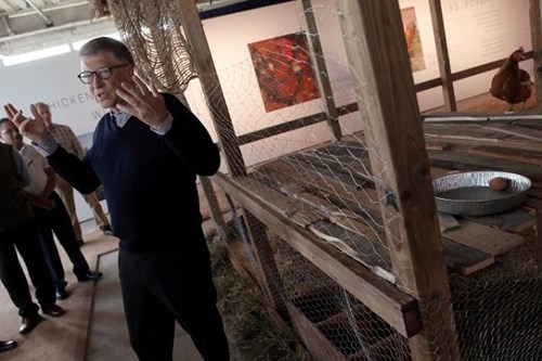 Bill Gates tặng 100.000 con gà cho nước nghèo