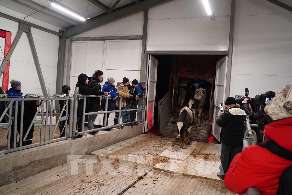 TH RUS đón đàn bò sữa gần 2.400 con về trang trại mới ở tỉnh Kaluga, LB Nga