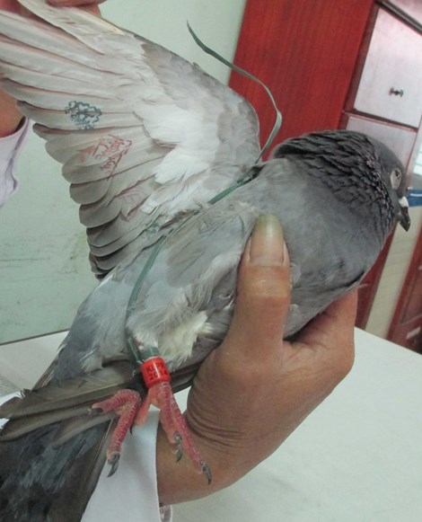 Kết luận chính thức về chim bồ câu mang ký tự ‘lạ’