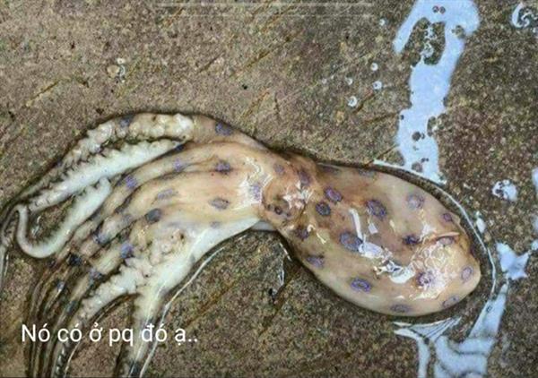 Làm rõ thông tin 'xuất hiện bạch tuộc cực độc ở Phú Quốc'