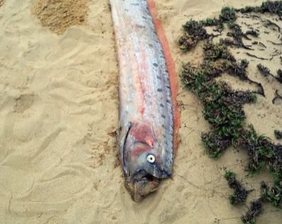 Cá hố dài hơn 4m, nặng 40kg trôi dạt vào bờ biển Việt Nam