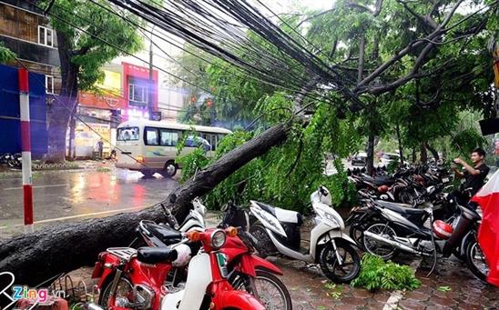 Ai chịu trách nhiệm khi cây xanh đè chết người?