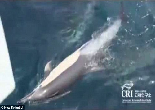 12 chú cá heo kết bè cứu đồng loại