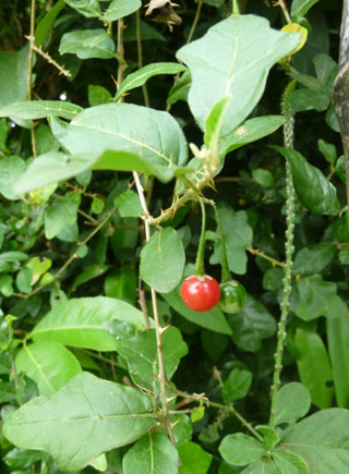 Thảo dược Việt Nam chung tay đánh gục virus viêm gan