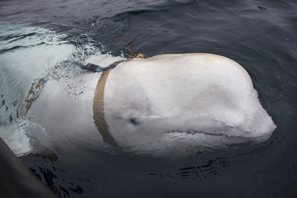 Na Uy phát hiện cá voi kỳ quái, nghi là 'vũ khí quân sự' của Nga