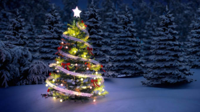 Vì sao người ta chỉ trang trí Noel bằng cây thông?