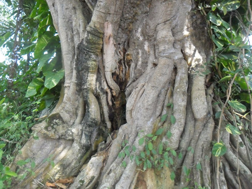 Giải mã thông tin 'chặt tay đa thần' bị 'báo oán' đến chết