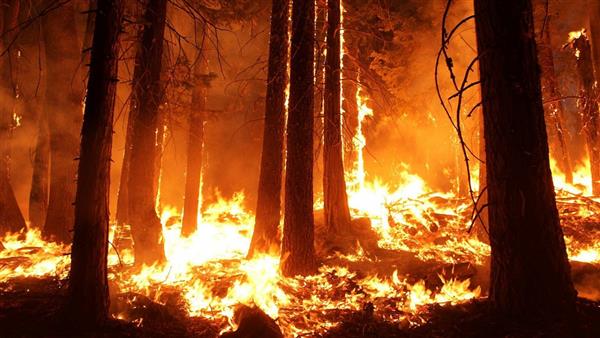 Cháy rừng lan rộng tại Siberia và vùng Viễn Đông của Nga