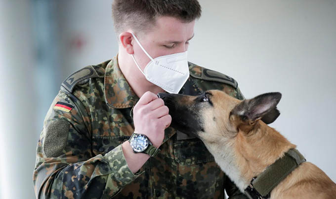 Chó đánh hơi của Đức phát hiện người nhiễm Covid-19 với độ chính xác 94%