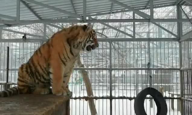 Chú hổ hát tại sở thú ở Nga