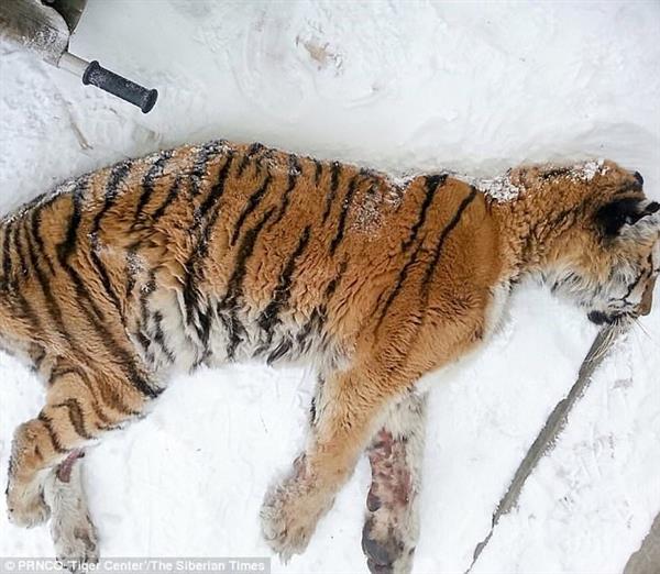 Con hổ Siberia kiệt sức, gục ngã trước cửa nhà dân để cầu cứu
