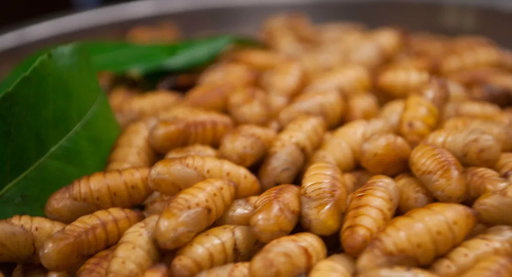 Sắp tới Nga sẽ có thịt và bánh mì làm từ protein côn trùng