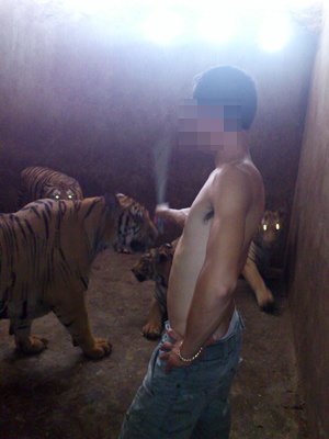 Tận mắt xem 'tát hổ, nhổ râu hùm'