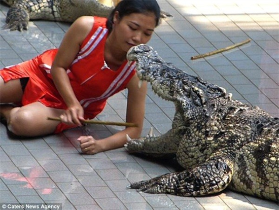 Công việc nguy hiểm: Đưa đầu vào hàm cá sấu