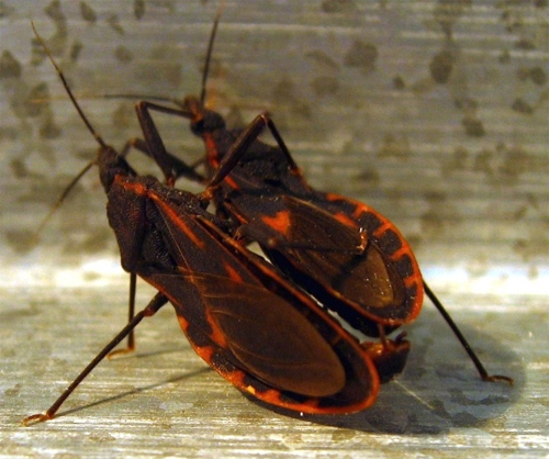 Bọ xít hút máu người 'tấn công' nội thành Hà Nội