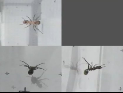 Loài kiến có khả năng bay trên không